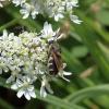 Stratiomys singularior